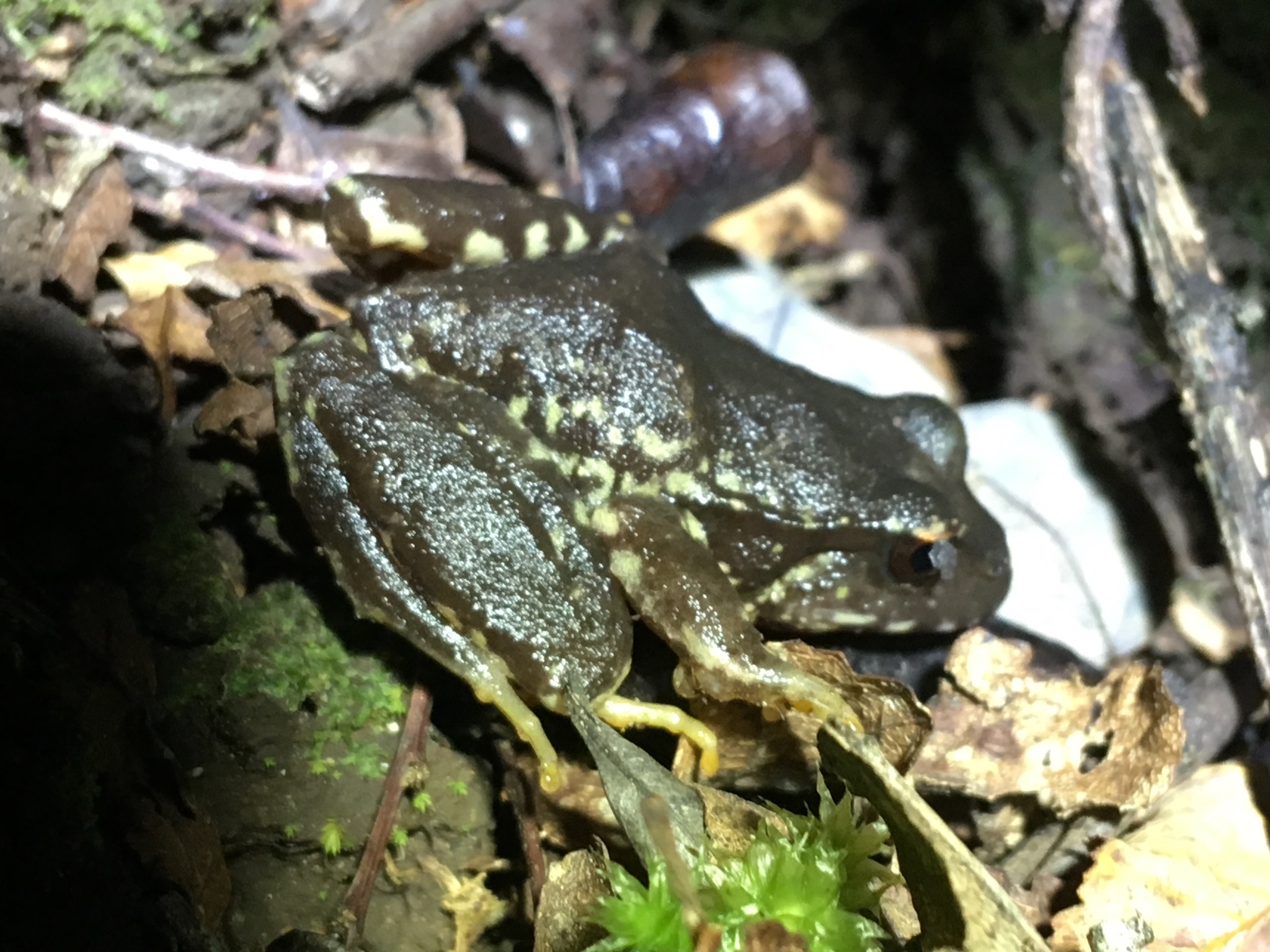 Eupsophus contulmoensis Ortiz, Ibarra-Vidal & Formas, 1989