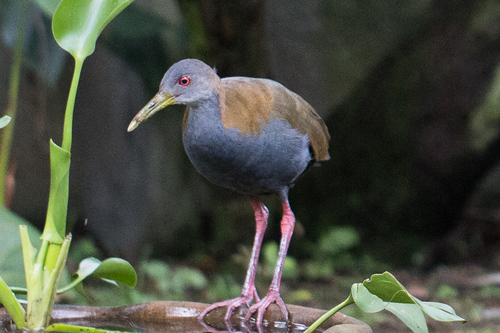 Slaty-breasted Wood Rail (Aramides saracura), photo 6