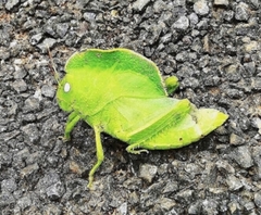 Teratodes monticollis