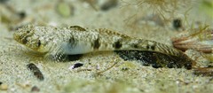 Long-Finned Goby photo 5