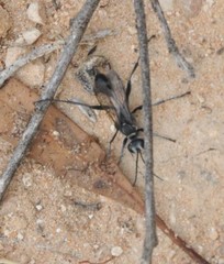 Prionyx globosus