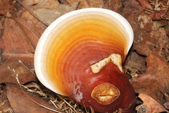 Ganoderma lucidum