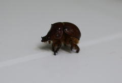 Bolboleaus truncatus