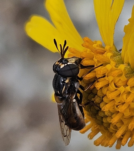 Unknown species found near Ajo Heights, Ajo, AZ 85321, USA