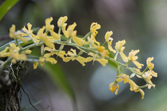 Gomesa planifolia, photograph author not stated, no rights reserved