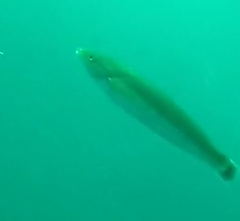 Halichoeres californicus