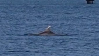 Tursiops truncatus