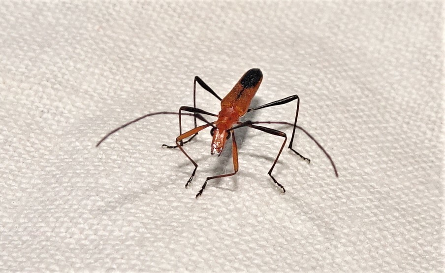 Psilomorpha divisus