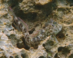 Shady Rockskipper photo 2