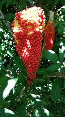 Amorphophallus