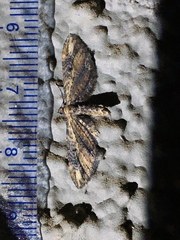 Eupithecia subapicata