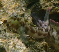 Arabian Blenny photo 2
