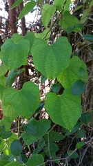 Dioscorea sansibarensis image