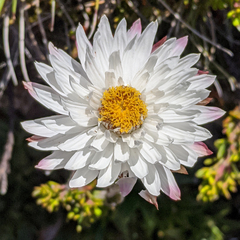 Xerochrysum milliganii