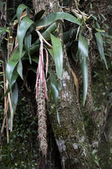 Billbergia alfonsi-joannis, photograph author not stated, no rights reserved