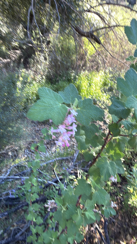 Chaparral Currant (Ribes malvaceum)