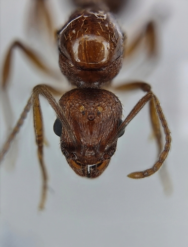 Aphaenogaster syriacaAphaenogaster syriaca