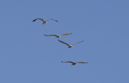 Great White Pelican