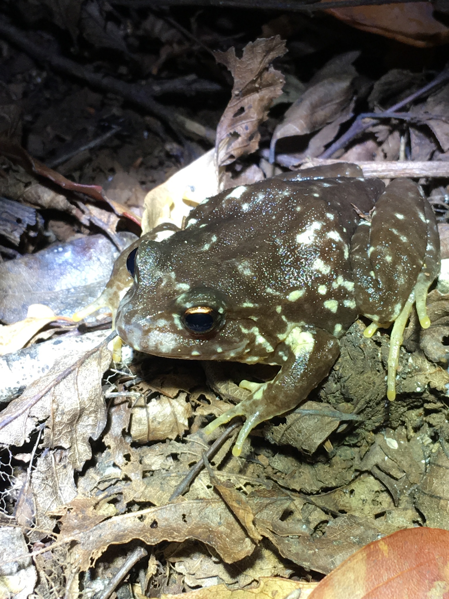 Eupsophus contulmoensis Ortiz, Ibarra-Vidal & Formas, 1989