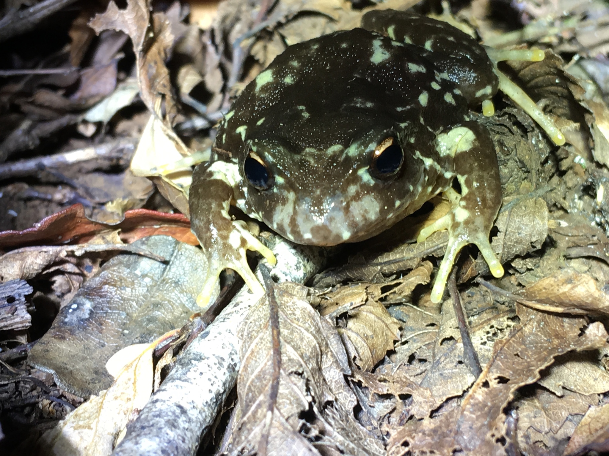Eupsophus contulmoensis Ortiz, Ibarra-Vidal & Formas, 1989