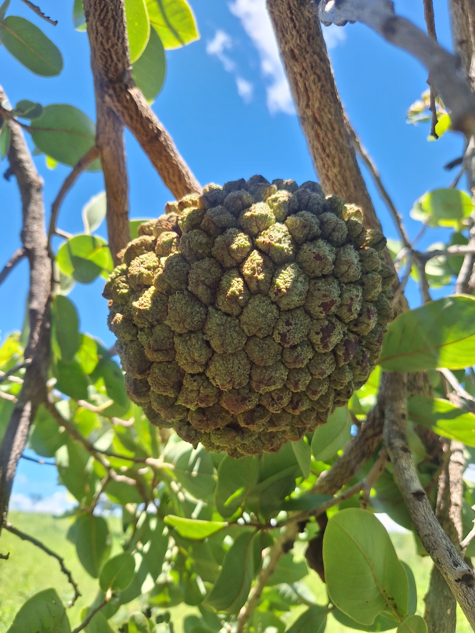 Annona crassiflora