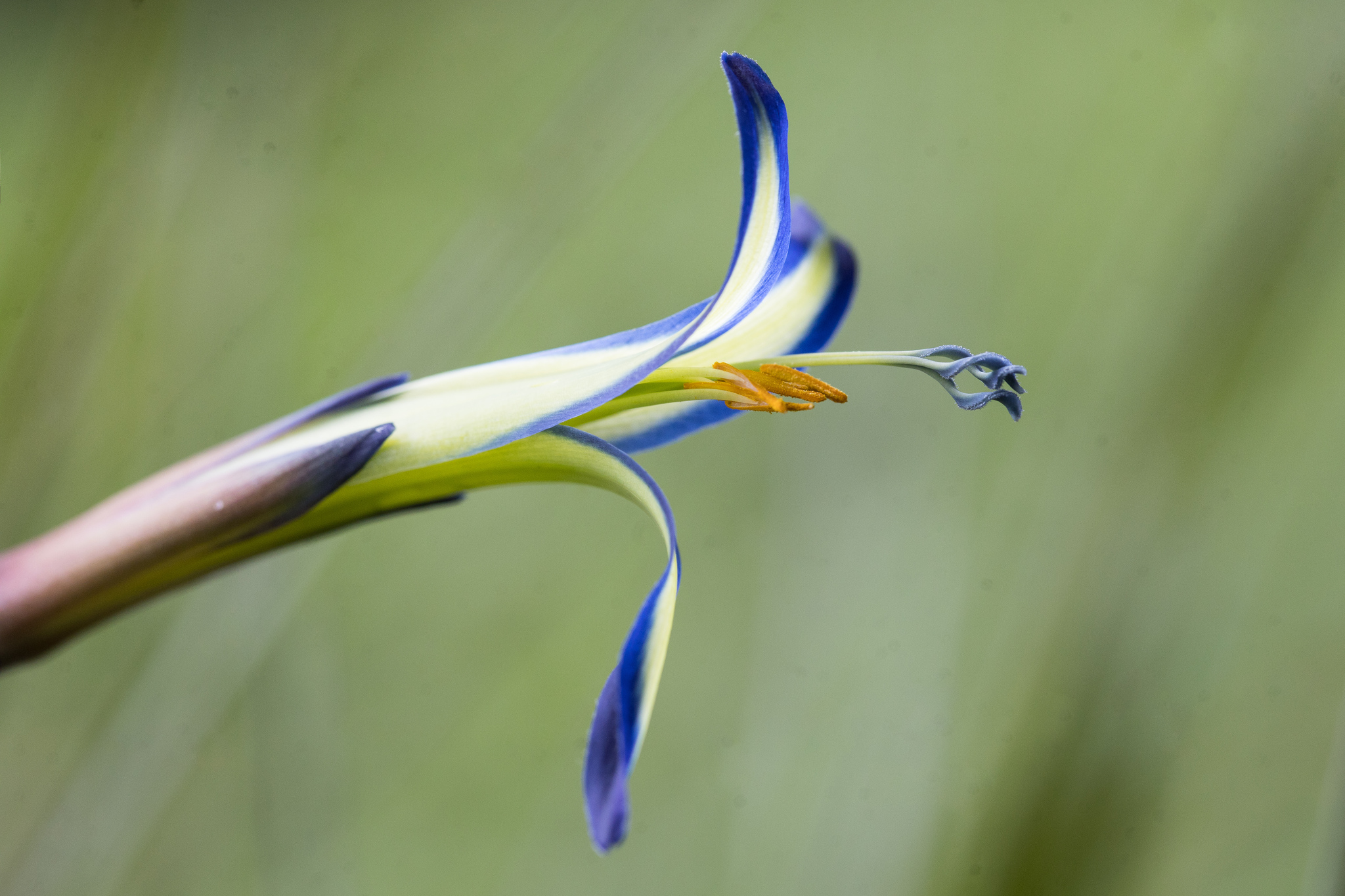 Queen's-Tears (Billbergia nutans)