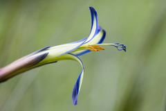 Reine Des Larmes (Billbergia nutans)