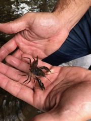 Astacopsis