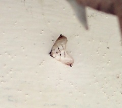 Trichophysetis hampsoni