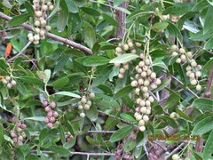 Conocarpus erectus