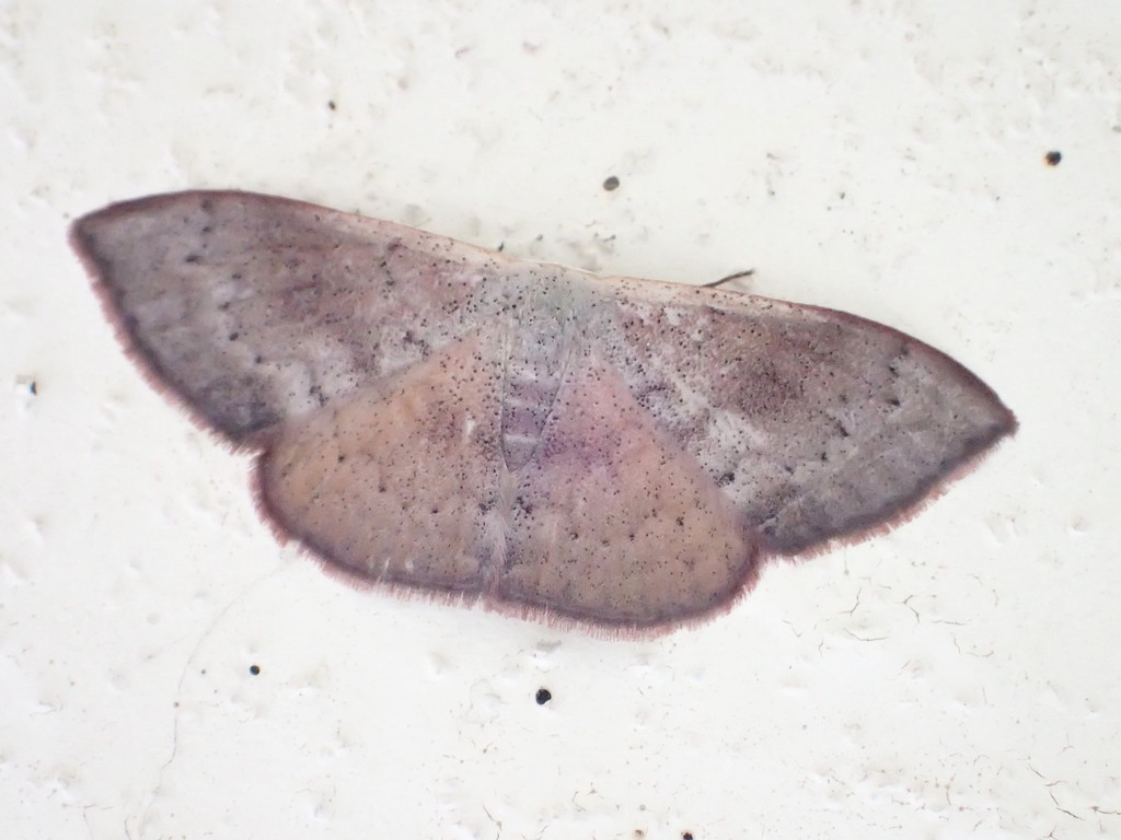 Somatina obscuriciliata
