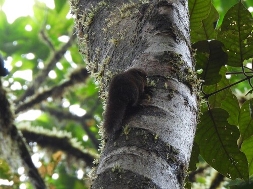 Western Dwarf Squirrel