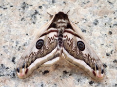 Saturnia pyretorum