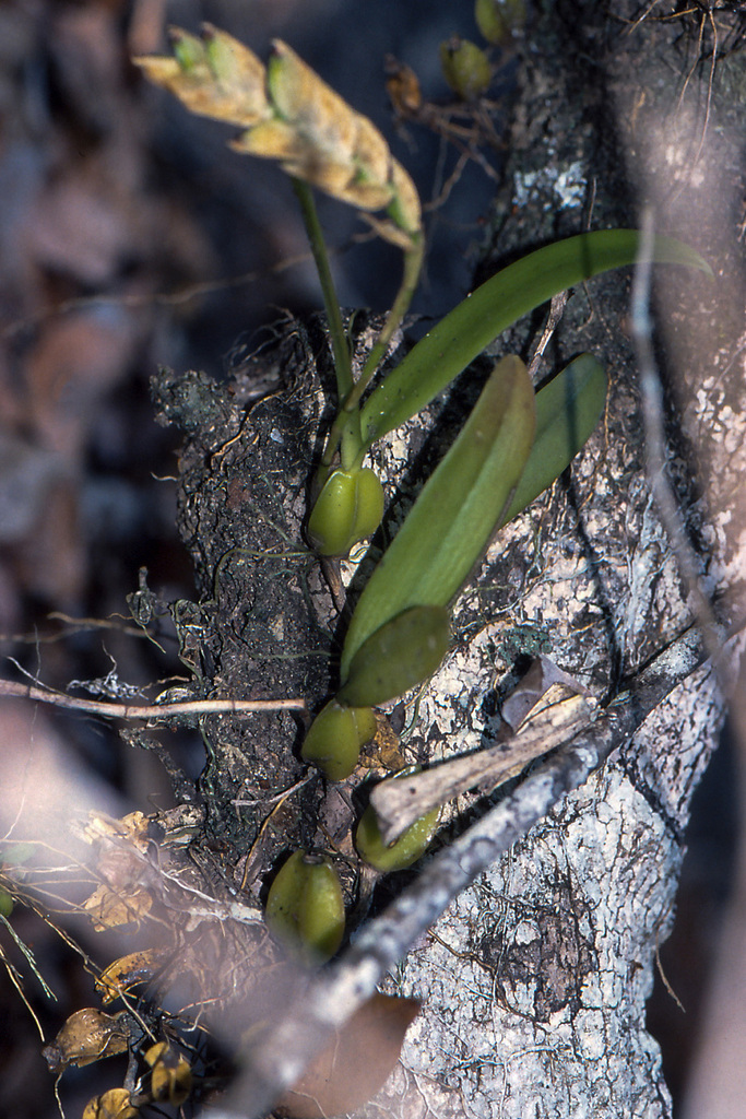 Bulbophyllum occultum Thouars 4