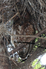 Otus rutilus rutilus