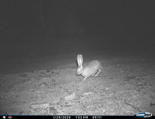 Antelope Jackrabbit observed by saguaro_education