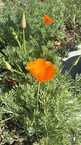 Eschscholzia californica