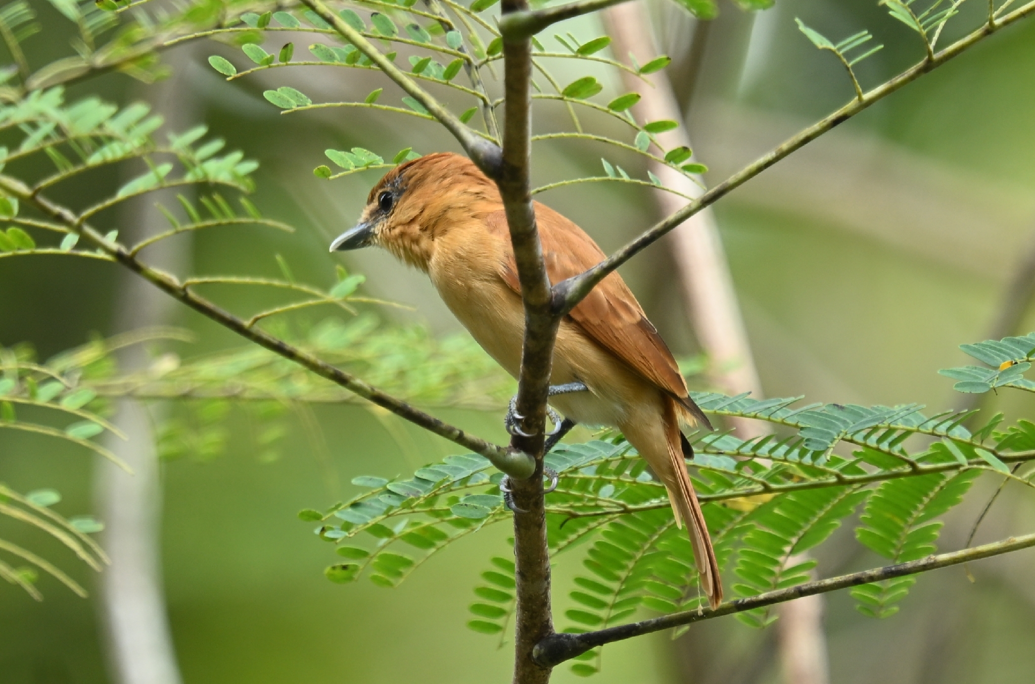 Cinnamon Becard (Pachyramphus cinnamomeus), photo 10