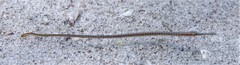 Southern Gulf Pipefish photo 2