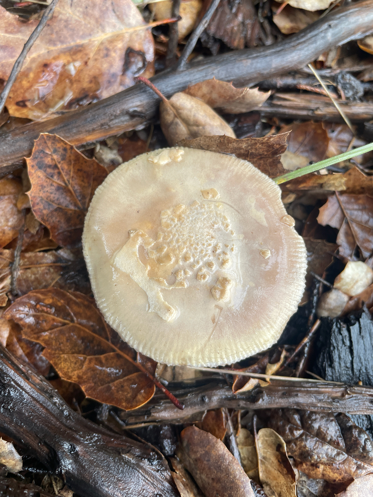 Amanita velosa · February 2026 · photo: © ethologist (iNaturalist, cc-by)