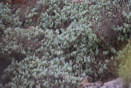 Scopelogena verruculata, photograph 4
