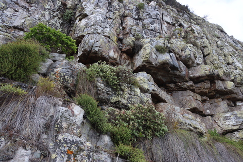 Warty Rockfig (Scopelogena verruculata)