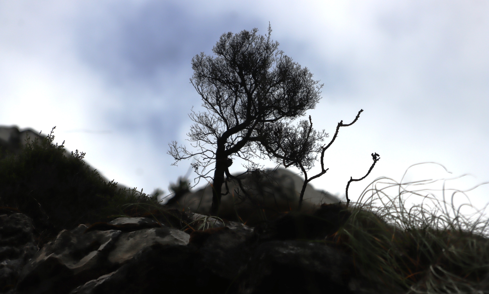 Sad Heath (Erica tristis)