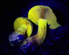 Cortinarius clandestinus