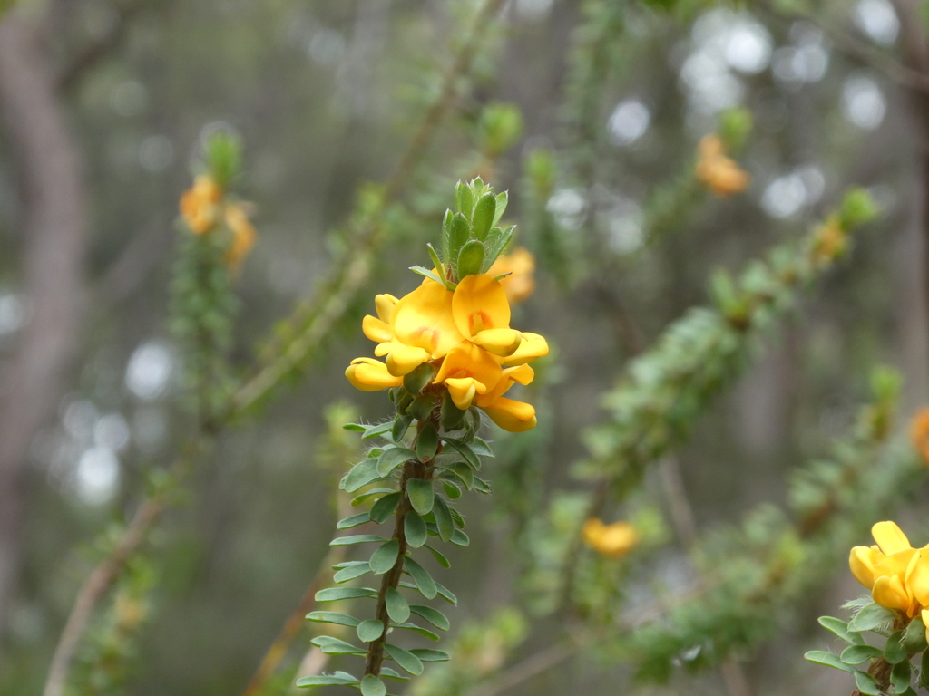 Wreath Bush-pea