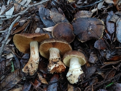 Cortinarius clandestinus