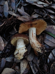 Cortinarius clandestinus
