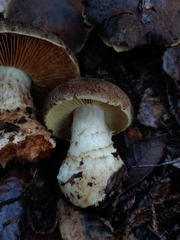 Cortinarius clandestinus