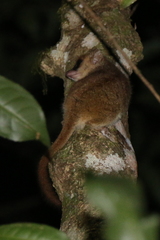 Microcebus lehilahytsara