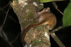 Microcebus lehilahytsara